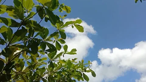 The view of the sky full of white clouds Stock-Footage 241059284