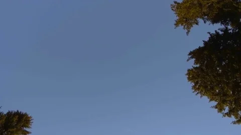 View of the sky in green spring forest Stock Footage 76584521