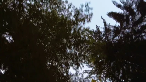 View of the sky in green spring forest Stock Footage 76584733