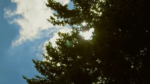 View of the sky in green spring forest Stock Footage 76585179