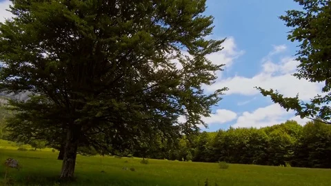View of the sky in green spring forest Stock Footage 76585365