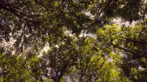 View of the sky in green spring forest Stock Footage 133332994