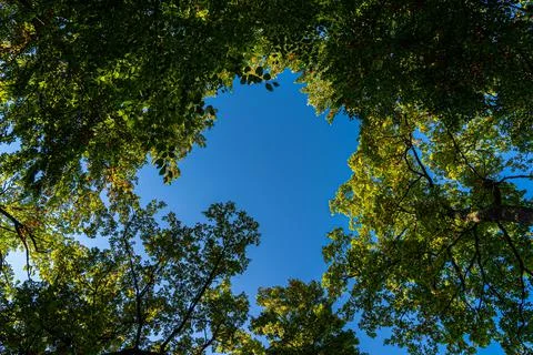 View into the sky inside of an autumn forest Stock Photos