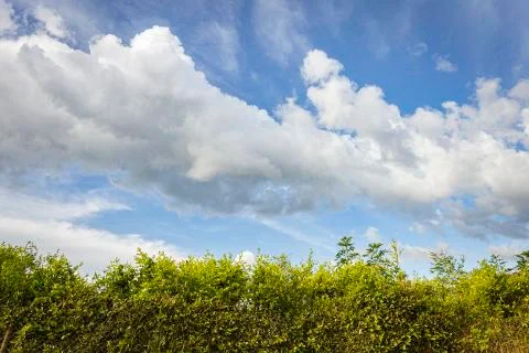 View of the sky with large white clouds and small strip of vegetation Foto stock