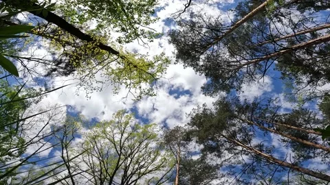 View of the sky from the level of the grass in the forest.  Stock Footage 194723533