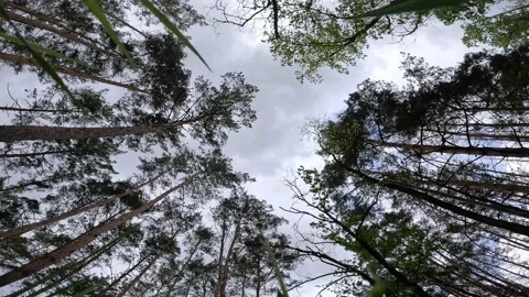 View of the sky from the level of the grass in the forest. Stock Footage 194965258