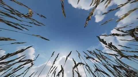 View of the sky lying among the wheat ears in the wheat field. Serenity above Vidéo 271612426