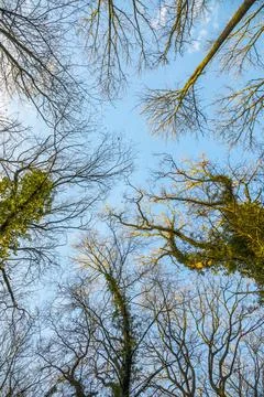 View to sky in oak forest in winter Foto stock