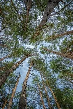 View of the sky in a pine forest Stock Photos