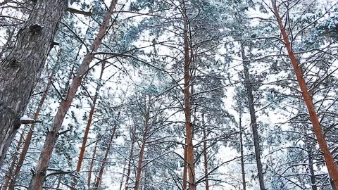 A view on sky in snowy forest Stock-Footage 113073403