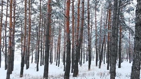 A view on sky in snowy forest Stock Footage 113073430