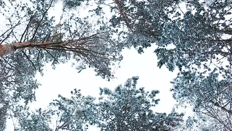 A view on sky in snowy forest Stock Footage 113073446