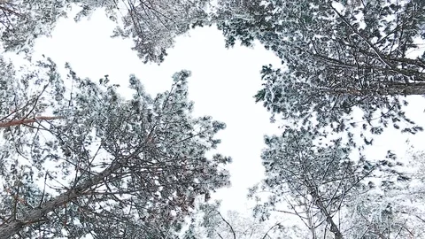 A view on sky in snowy forest Stock-Footage 113073461