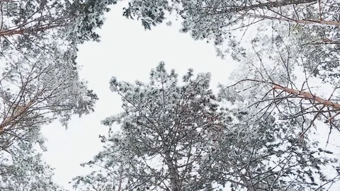 A view on sky in snowy forest Stock Footage 113073462
