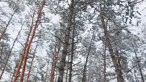 A view on sky in snowy forest Stock Footage 113073465