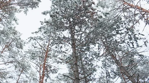 A view on sky in snowy forest Stock Footage 115354699