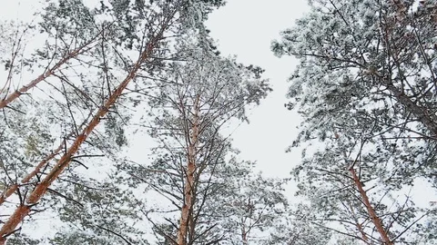 A view on sky in snowy forest Stock-Footage 115646123