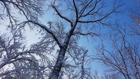 A view on sky in snowy forest. Stock Footage 126854181