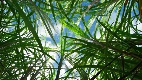 View of the sky from the thickets of sugar cane Vidéo 145881671