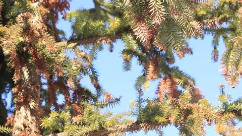 View of the sky through the branches of a coniferous tree Stock Footage 169725226