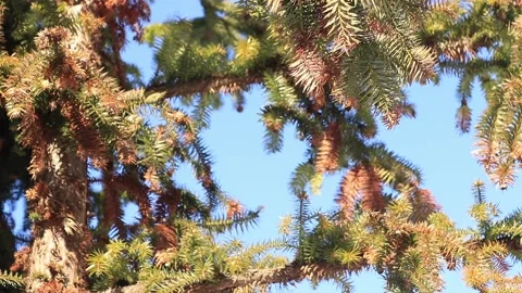 View of the sky through the branches of a coniferous tree Stock Footage 169725263