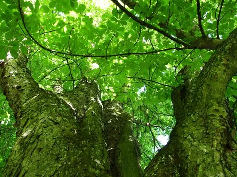 A view of the sky through the branches of the tree (city of Herisau) Stock Photos