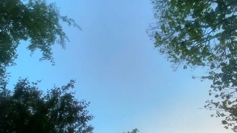 View of the sky through the branches of trees in the garden in spring. Stock Footage 278600021