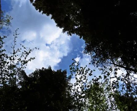 View at Sky through Branches of Trees with Leaves Stock Photos