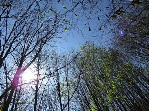 View at Sky through Branches of Trees with Leaves Foto stock