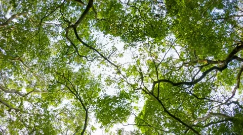 View of the sky through the crown of large tropical trees 库存影片 40498154