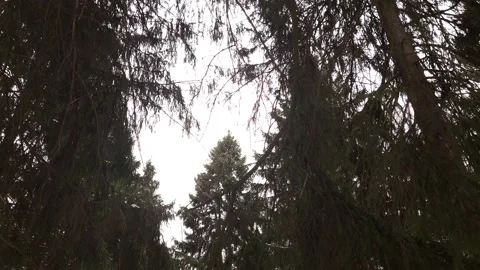 View of the sky through the dark old forest. 4K Stock Footage 173205152