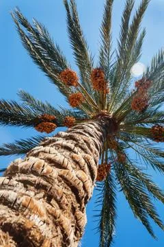 View into the sky through a date palm close-up shot Stock Photos