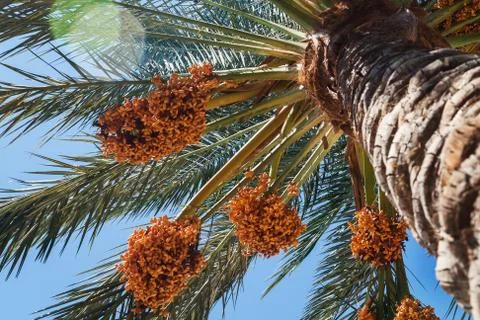 View into the sky through a date palm close-up shot Stock Photos