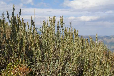View of sky through grass green desert sagebrush plants in mountains and green Stock Photos