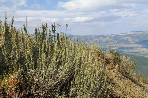 View of sky through grass green desert sagebrush plants in mountains and green Stock Photos