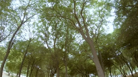 View of sky through the green canopy of trees Stock Footage 100017936