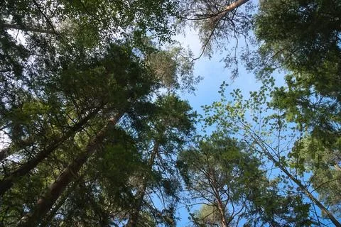 View of the sky through the green canopy of a forest in summer Stock Photos