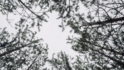 View of sky through high pines in autumn forest. camera goes round Stock Footage 100871548