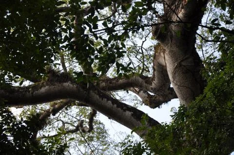 View of the Sky Through the Jungle Canopy Stock Photos