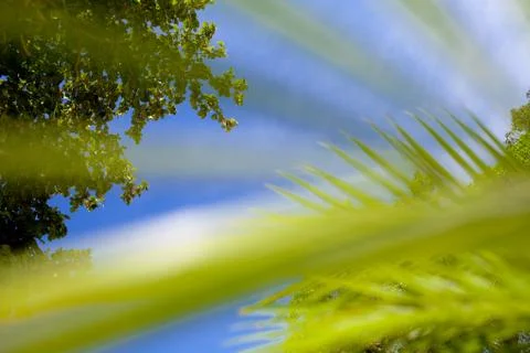 View to the sky through the palm leaf Stock Photos