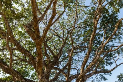 View of the sky through tree branches Stock Photos