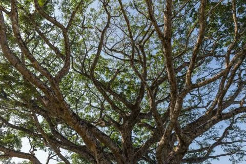 View of the sky through tree branches Stock Photos