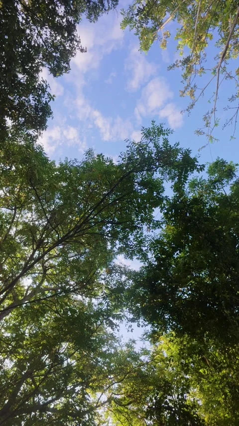 View of Sky Through Tree Canopy Stock Footage 308311592