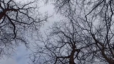 A view of the sky through the trees Stock Footage 124428829