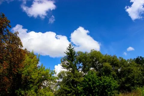 A view of the sky through the trees in the forest. Foto stock