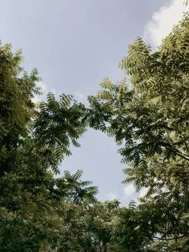 View of the sky through the trees Stock Photos