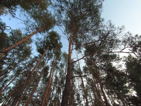 View of the sky through the trees Stock Photos