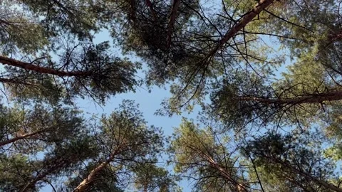 View of the sky through the trees. The sky through the crown of a pine forest. Stock Footage 251540053