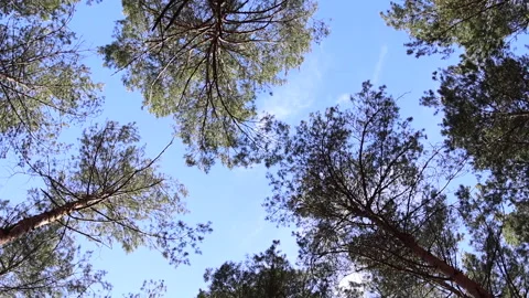 View of the sky through trees swaying in the wind and spinning Video stock 311924569