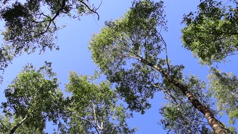 View of the sky through trees swaying in the wind Stock Footage 311924655